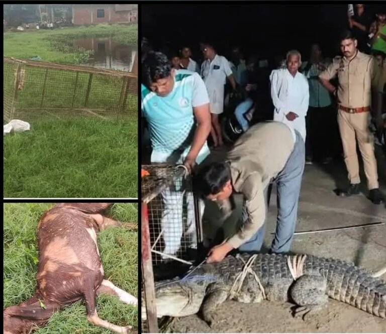 बुलंदशहर के छतारी थाना त्यौर बुजुर्ग में एक मगरमच्छ निकल आया है
